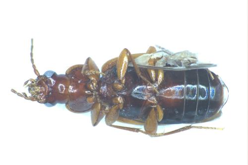 Trechini